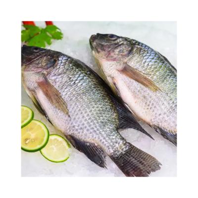 China Wholesale High Quality Low Salt Best Custom Fresh Whole Frozen Tilapia Low Price for sale