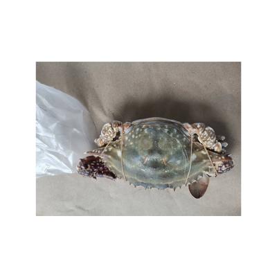 China Wholesale high quality new product frozen live female blue swimming crabs FROZEN for sale for sale