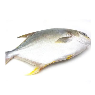 China High quality custom low salt hot selling fresh frozen common mullet girdled with best price for sale