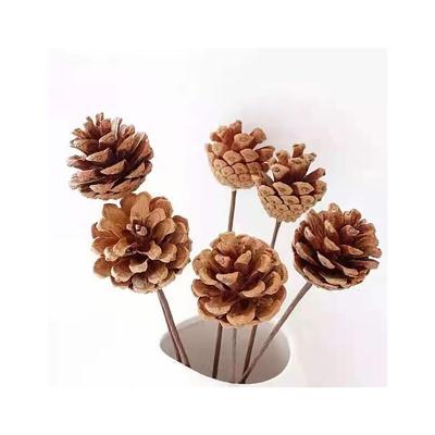 China Delicate& High Quality Stable Color Pine Cone High Quality Preserved Flowers For Home Decoration And Shooting Props for sale