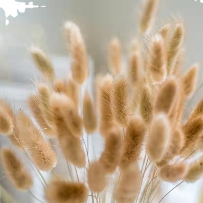 China Delicate& 2021 Color Stable Rabbit Tails Grass Bunny Tails Dried Flowers Wholesale Dried Lagurus Ovatus For Decoration for sale