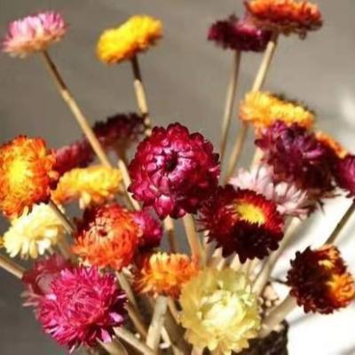 China Delicate& Color Stable Best Quality Wheat Straw Chrysanthemum Plant Dried Flower for Decoration and Festival Gift for sale