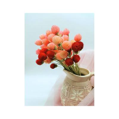 China Delicate& 2021 New Stable Color Acacia Ball Natural Dry Flower for Home Decoration and Office Decoration for sale