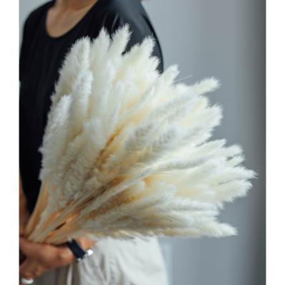 China Delicate& Color stable hot sales simple style small reeds pampas grass dry flowers for home decoration for sale