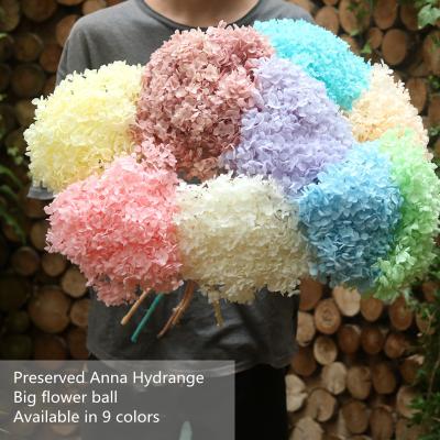 China Delicate& Stable color hot sale dyed preserved hydrangea for home decoration and office decoration for sale