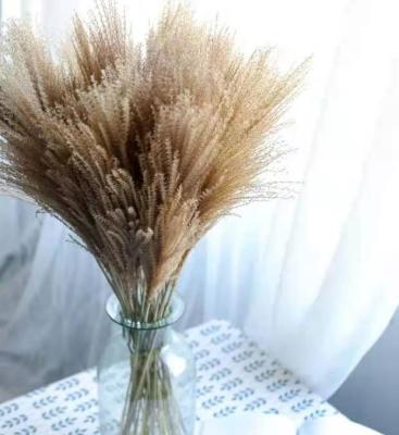 China Delicate& New Color Stable Reed Flower Home Wedding Party Threshing Decor for Home Decoration and Shooting Props for sale