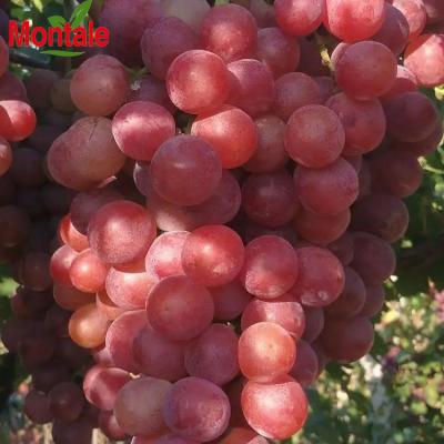 China Natual Fresh Good Quality Red Grape In Plastic Box Wholesale Best Price for sale