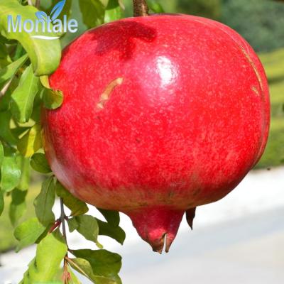 China Fresh premium quality super delicious fresh red pomegranate for sale