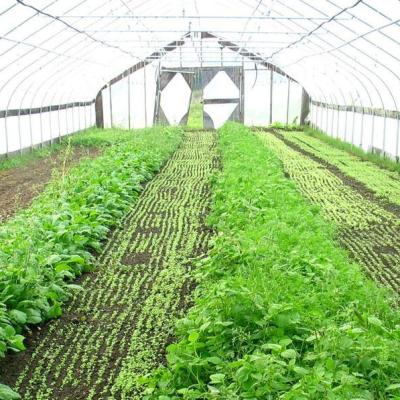 China Stable Agricultural High Quality Greenhouse Galvanized Vegetable Growing Structure Tunnel Multi-span Greenhouses Steel Pipe Steel Pipe Flower for sale