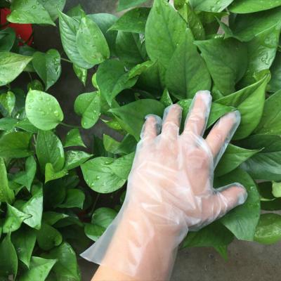 China Polyethylene plastic strip cleaning glove, food handling HDPE LDPE polyethylene glove, household kitchen disposable cpe glove for hair dye for sale