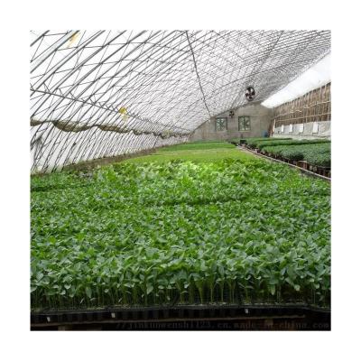 China Exquisite Smart Greenhouses In-Solar Greenhouse Easily Assembled Commercial Greenhouses for sale