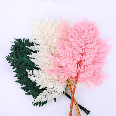 China Hot Selling Durable 10pcs Big Branch Flower Diy Dried Flowers Grow Leaves Specimen Drip Plant Preserved Alpine Fern Leaf for sale