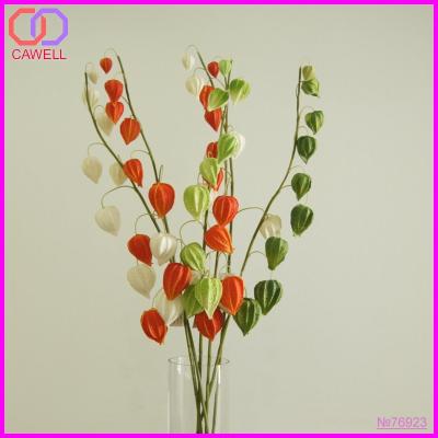 China Artificial Peru Groundcherry Pu, Physalis peruviana, Manchurian Gooseberry Peru Groundcherry Pu Root for sale