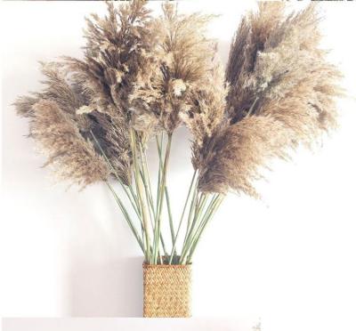 China Artificial Flower Home Decor Dried Flower Pampas Grass for sale