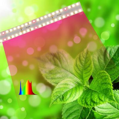 China Special Led Plant Growth Light For Plant Growth Performance CMSF240M24V Light for sale