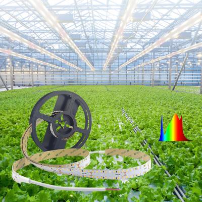 China Special led plant growth light for long term super bright plant growth light/plant led strip light CMSF240M24V for sale