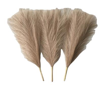 China Pampas grass beige fluffy dry pampas grass by touch natural large natural pampas dry flower for sale