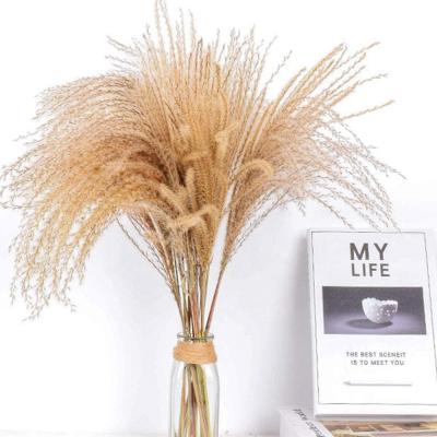 China Part 10 Pcs Natural Tall Pampas Grass Dried Bouquet 19.7