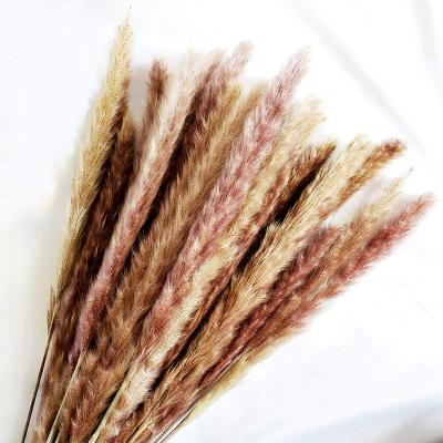 China Party Natural Decorative Pampas Grass Dried 45cm 30 Pcs For Wedding Party Garden Wall Table Desk Layouts Home Decor for sale