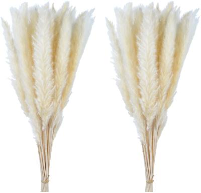 China Small White Natural Party Pampas Grass Bouquet 18