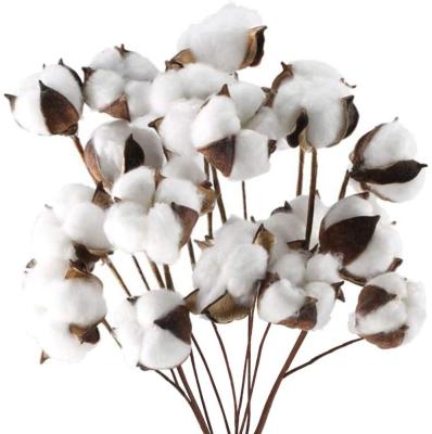 China Party Natural Dried Cotton Flower Stems 10 Bundles Cotton Total 10 Pod Strands Flowers Floral Stems For Vase Fillers Party Home Decor for sale