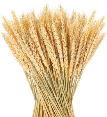 China Part 100 Pcs Natural Dried Wheat Stems Stems Autumn Harvest Golden Bouquet For Wedding DIY Flower Arrangements Thanksgiving Home Decor for sale