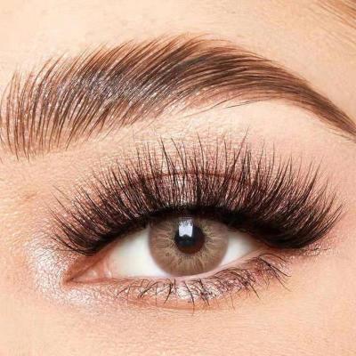 China New Arrival Tequila Sunrise Contact Lens Eye Contact Lenses Contato Lent Eye Lanc Brown Color Soflens 14.2mm Tequila Sunrise for sale