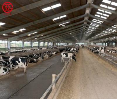 China High Quality Quick Built Galvanized Farm Steel Structure Cow Barn Dairy House for sale