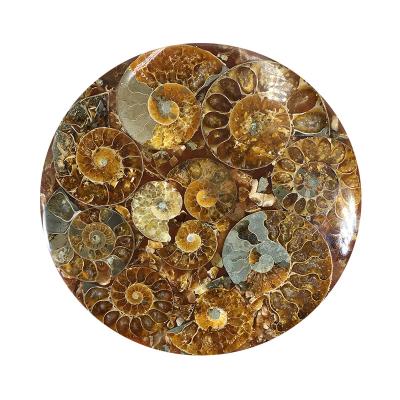 China Wholesale Natural Malagasy Fossil Ornaments China Marine Ammonites Specimen Slice for sale