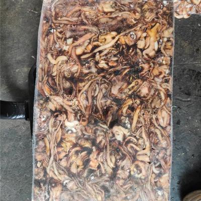 China Nutritious Customized Whole Head Squid Tentacle Squid Frozen Black Raw Tentacle Squid for sale