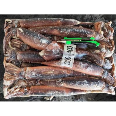 China Manufacturer Nutritious Wholesale Frozen Squid A Box Argentina Illex Big Chunks Frozen Raw Squid for sale