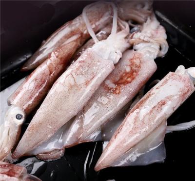 China 40-80g Nutritious Frozen Raw Calamari Iqf Baby Loligo Baby Red Squid Loligo Thailand for sale