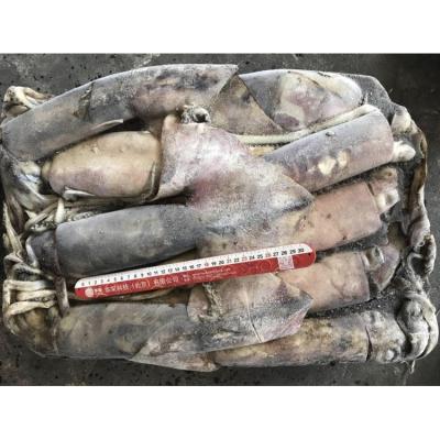 China North Pacific Nutritious Frozen Squid Batrami Wholesale Frozen Calamari Red Ocean Squid for sale