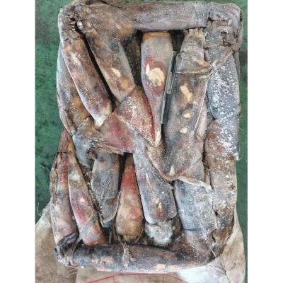 China Nutritious Raw Meat Commercial Wholesale Block Giant Squid Frozen Peruvian Squid for sale