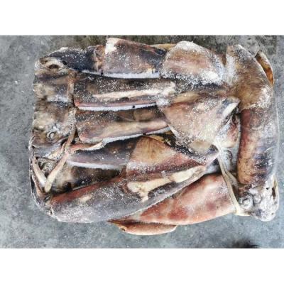 China Whole Peruvian Giant Squid Nutritious Jelly Around Bqf Squid for sale