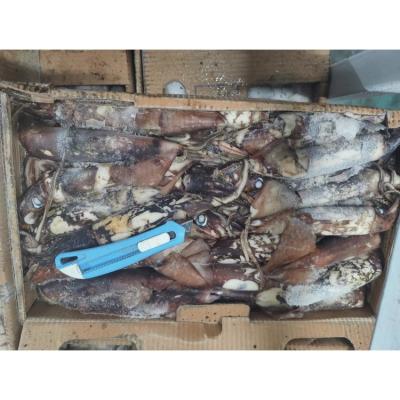 China Nutritious Black Whole Big Squid Frozen Indian Ocean Calamari Giant Squid Price for sale