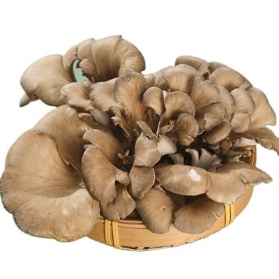 China China fresh whole finc mushroom Grifola frondosa maitake mushroom for sale