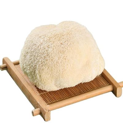 China Fresh Lions Mane Mushroom Cool White Finc Hericium Mushroom for sale