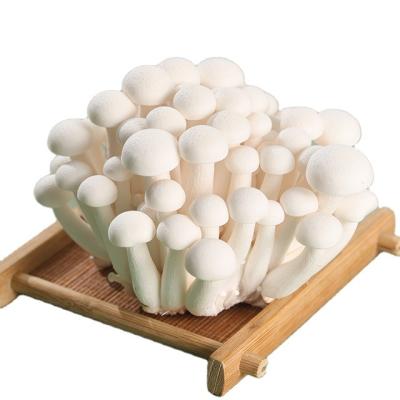 China Fresh White Finc Shimeji Mushroom Plant Cultivation In Greenhouses for sale