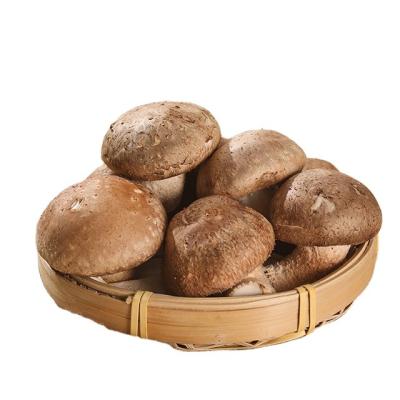 China Finc Fresh Shiitake Mushroom Spawn Mushroom Grow Fresh Bulk Shiitake Mushroom for sale