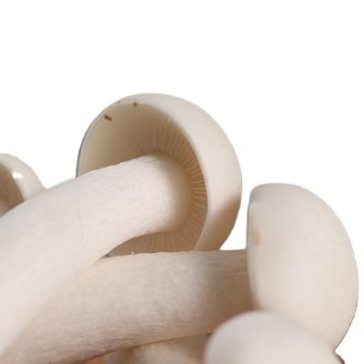 China Fresh finc white jade mushroom grows by intelligent mushroom farming cultivation for sale