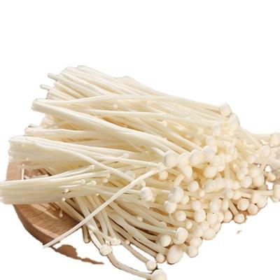 China Fresh Enoki Fresh Mushroom Finc Mushroom Agricultural Edible Cultivation for sale