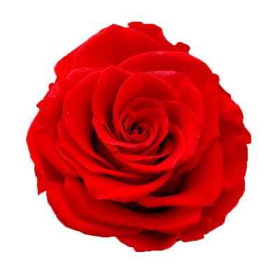 China Wholesale Window Wedding Decorative Rose Eternal Flower Gift Box Rose Preserved Flower Eternal Artificial Christmas Home Flower for sale