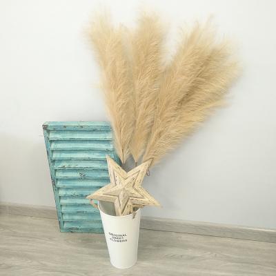 China The decoration of Indor grass of the pampas the cream communis Pampas of Phragmites of Pampas of 130 of Cortaderia children of Selloana for sale