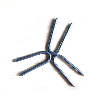 China Hot sale u shape iron wire nail cheap common pointed flat diamond barbed galvanized turf staples 2 mm type u nails for sale