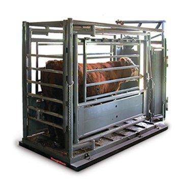 China For Weighing Pig Kingtype Cattle Scale/Cattle Scale/Pig Scale for sale