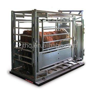 China For Weighing Pig Kingtype Livestock Scale/Cattle Scale/Animal Scale for sale