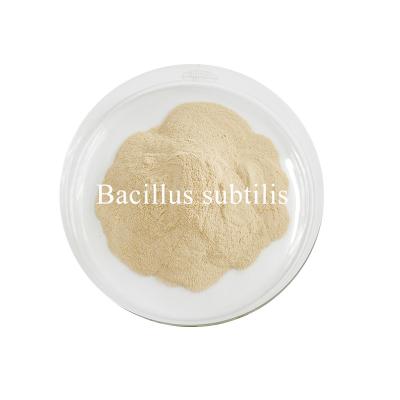 Китай Maintain Gut Microbiota Balance With Bacillus Subtilis Powder Repel Pathogenic Bacteria продается