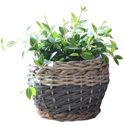 China Modern Hot Sale Custom Rattan Wicker Planter With Round Handle Planter Basket for sale