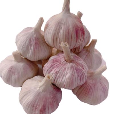 China China cheap normal white fresh garlic fresh garlic wholesale price for sale